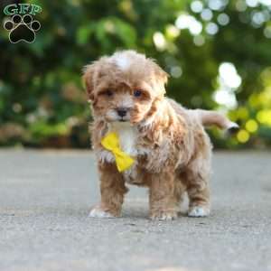 Brady, Cavapoo Puppy